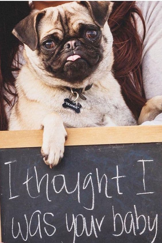 Pug